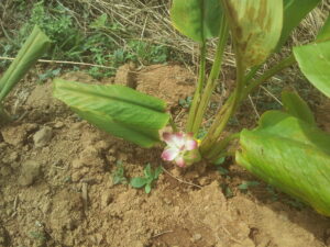 Turmeric plant & flower