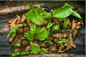 Turmeric Buds